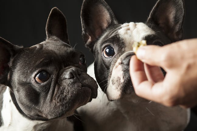 How to Train Your Dog With the Positive Reinforcement Method How to Train Your Dog With the Positive Reinforcement Method